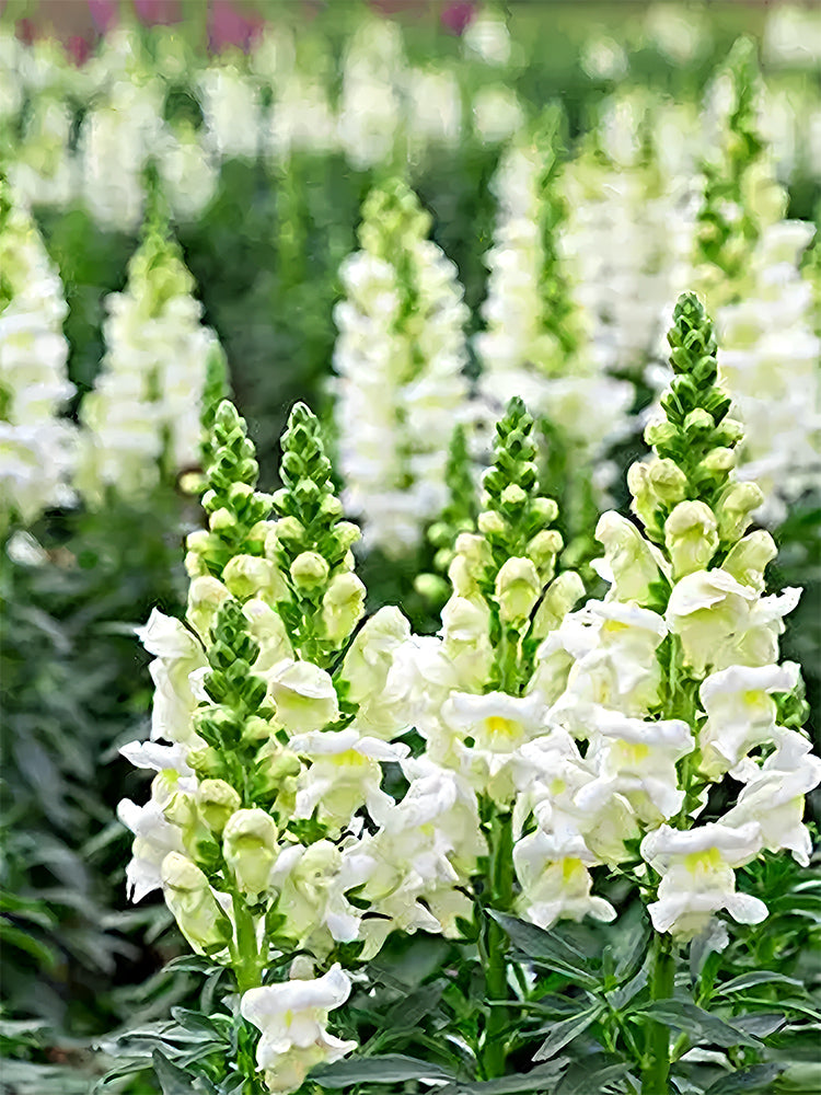 Tall Snapdragon, White