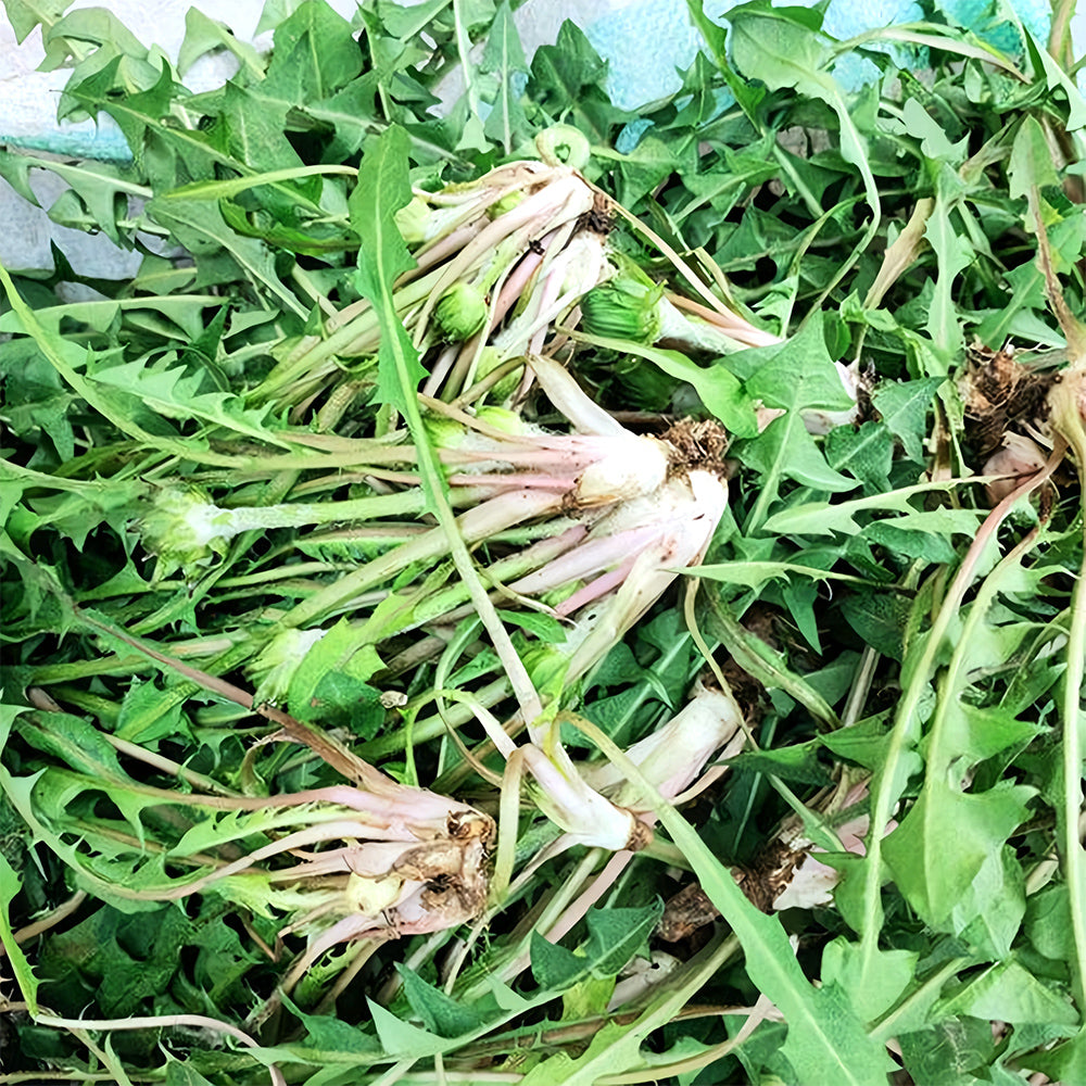 Bellfarm® Dandelion Seeds