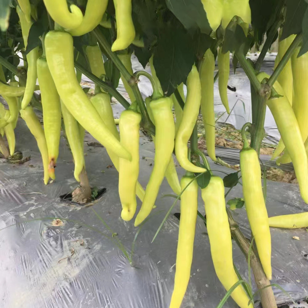5 Bags (100 Seeds / Bag) of 'Golden Sword' Peppers