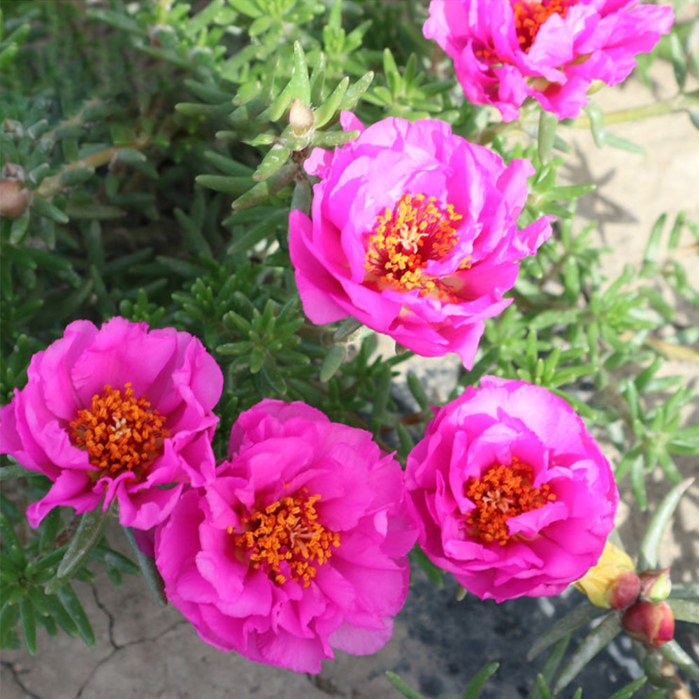 5 Bags (500 Seeds / Bag) of Moss Rose Seeds, Mixed Portulaca grandiflora