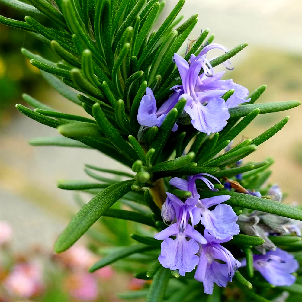 Aromatic Haven: Rosemary Seeds for Fragrant Gardens