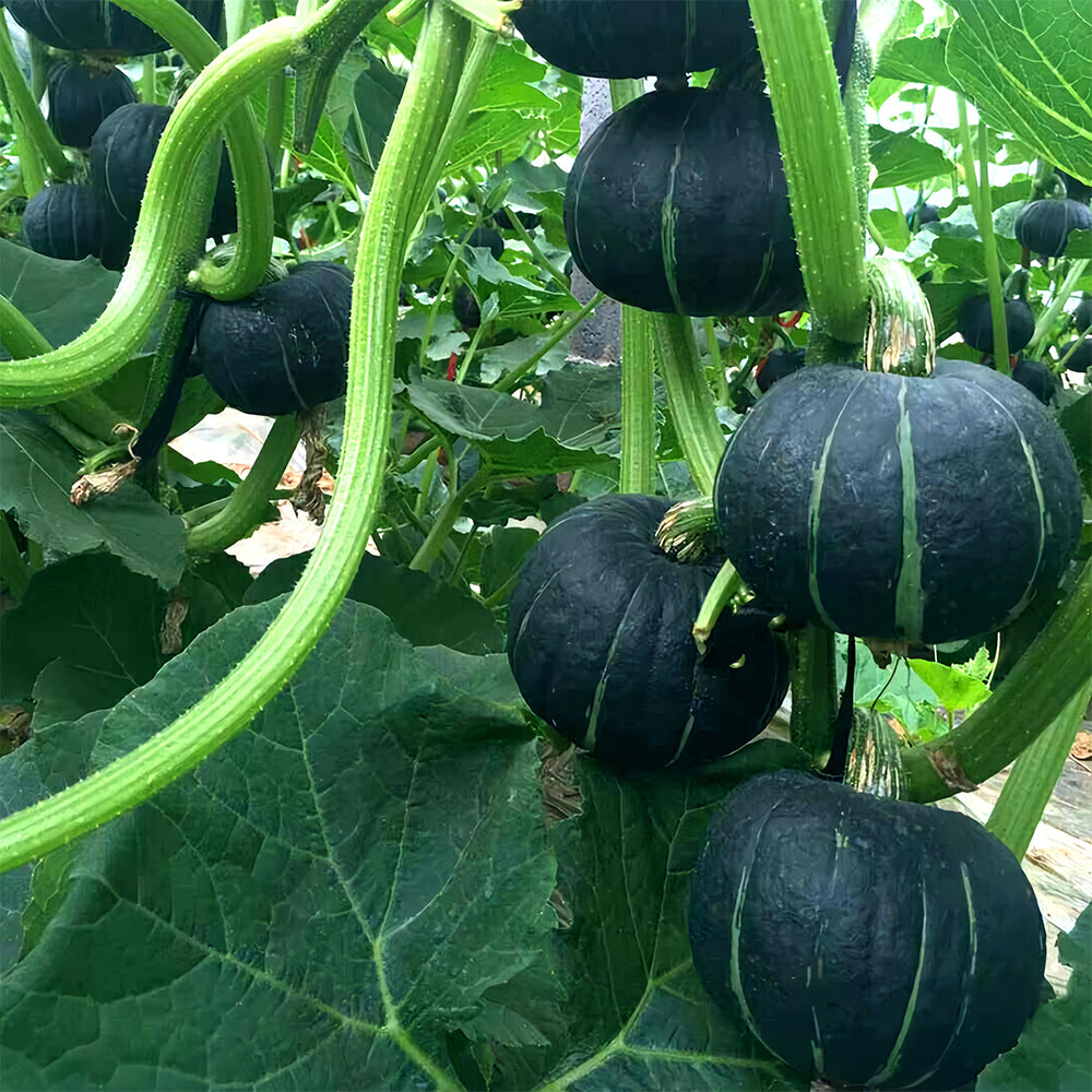 5 Bags (20 Seeds / Bag) of 'Green Baby' Small Pumpkin Seeds