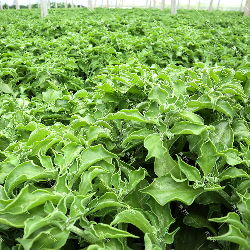 Crystalline Ice Plant Vegetable Seeds