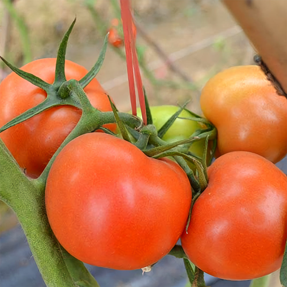 Harvest Brilliance: 5 Bags (200 Seeds / Bag) of 'China Veggies No.4' Tomatoes