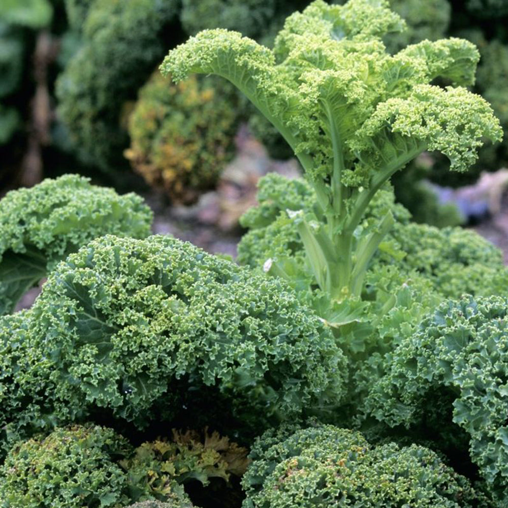 5 Bags (100 Seeds / Bag) of 'Blue Ridge' Kale