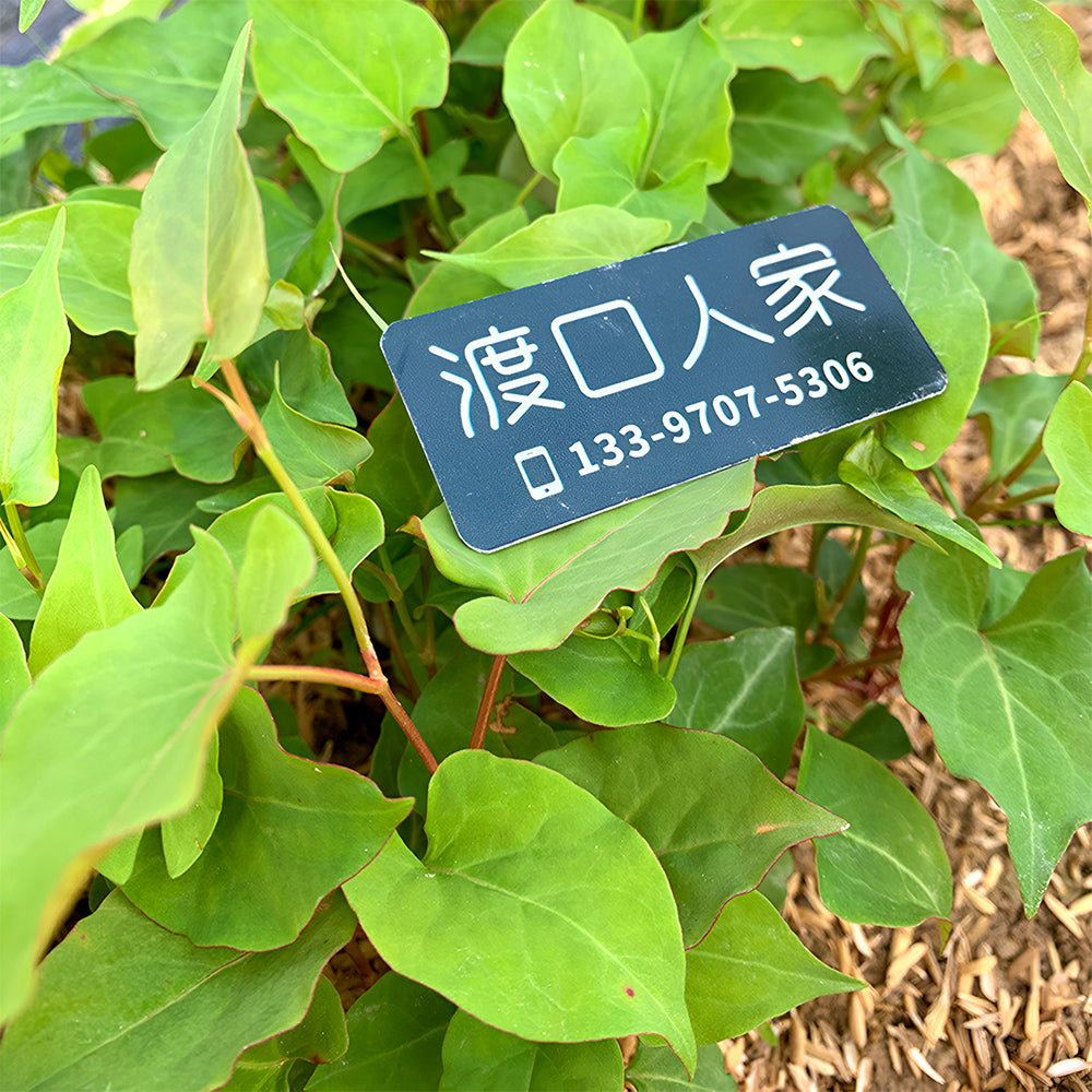 Premium Reynoutria Multiflora Seeds for Traditional Chinese Medicine