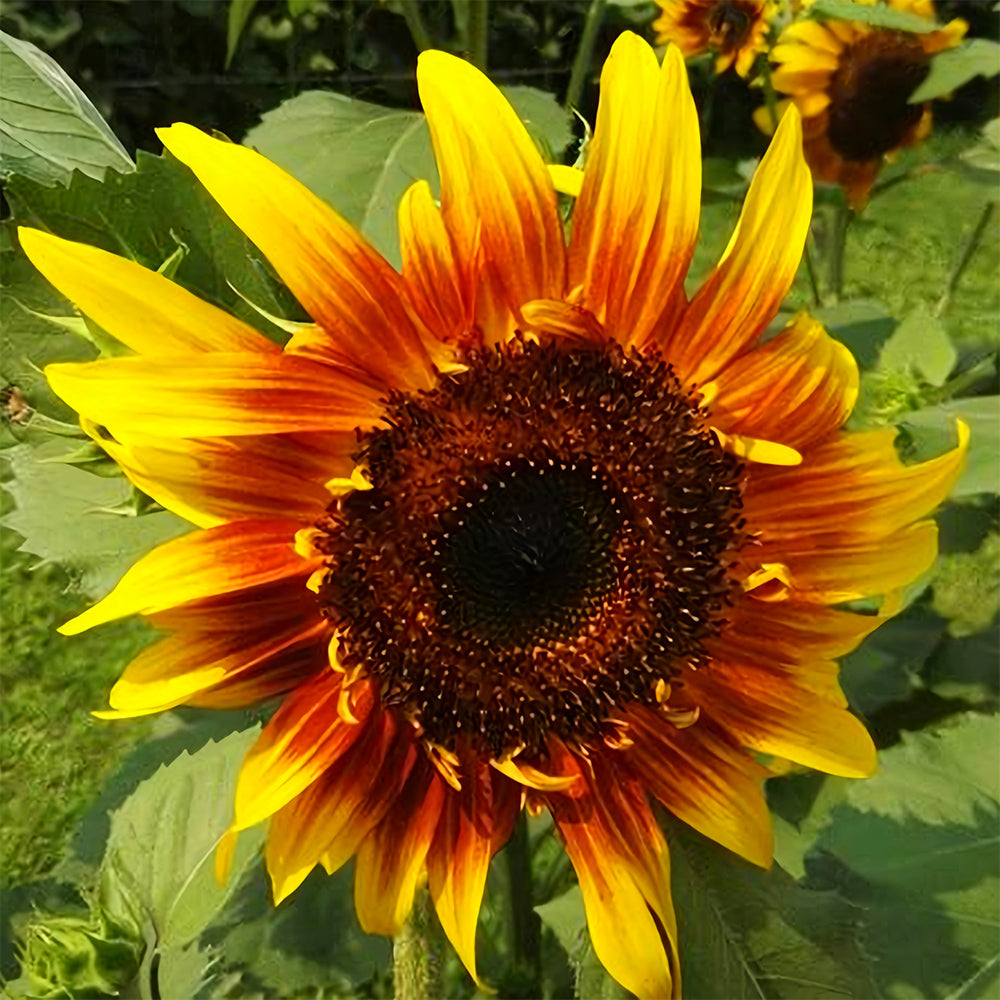 Bellfarm® Bi-Colour Sunflower Seeds (90cm)
