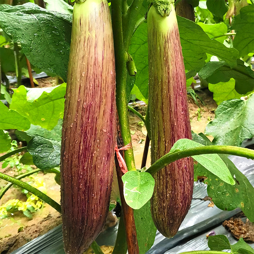 5 Bags (300 Seeds/Bag) of 'Sichuan Bamboo Silk' Eggplant Seeds