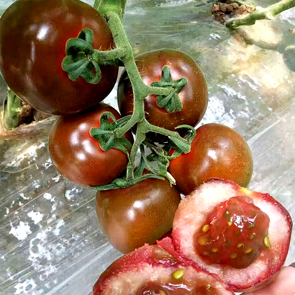 Cultivate Curiosity: 5 Bags (100 Seeds / Bag) of 'Daheiren' Black Tomatoes