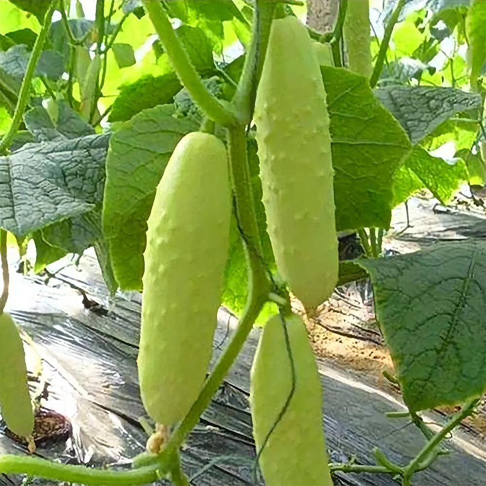 5 Bags (40 Seeds/Bag) of White Cucumber Seeds with Thorns