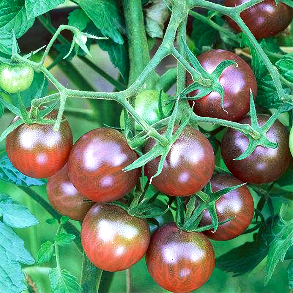 Sweets from Your Garden: 5 Bags (100 Seeds / Bag) of 'Purple Pearl' Cherry Tomatoes
