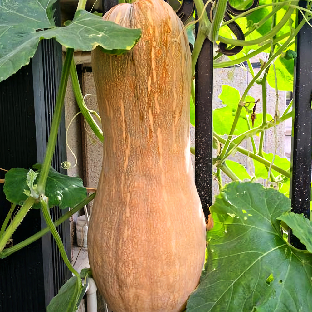 5 Bags (50 Seeds / Bag) of Chinese Miben Pumpkin Seeds