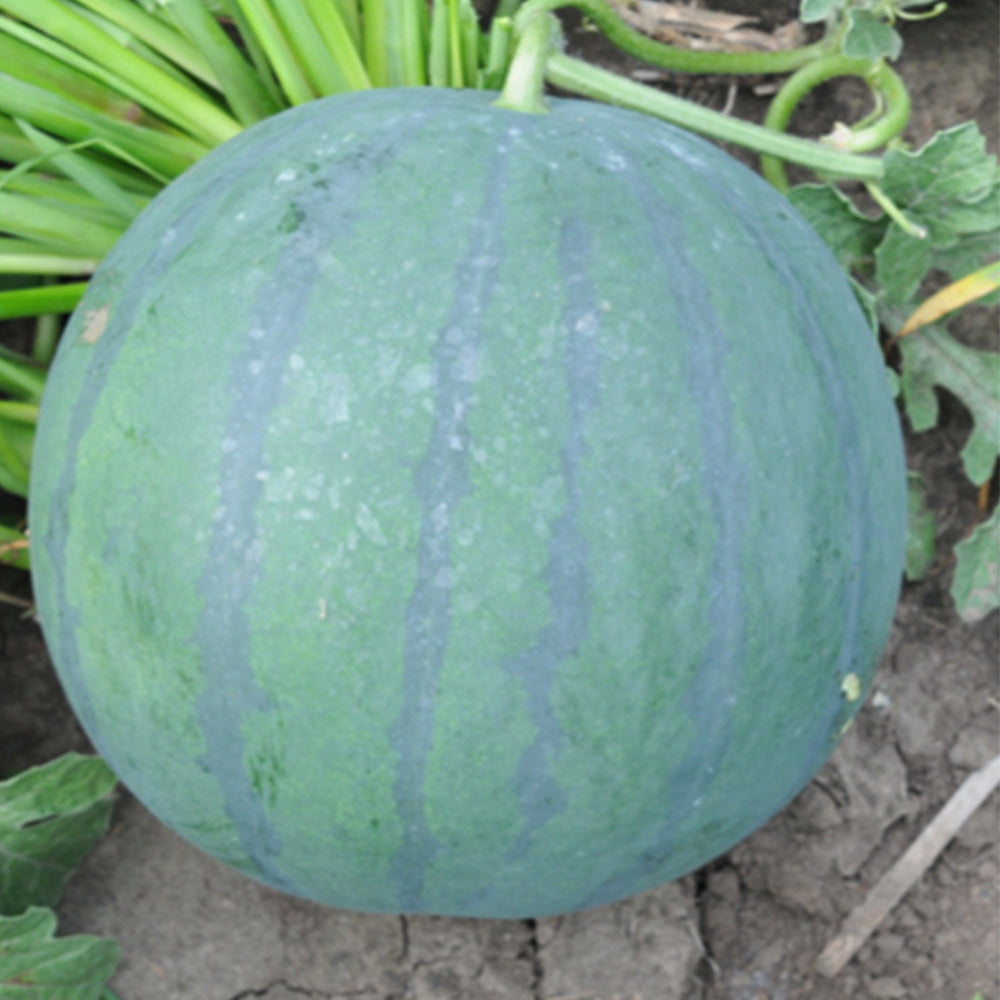 5 Bags (50 Seeds / Bag) of 'Seedless Kylin' Series Seedless Watermelon Seeds