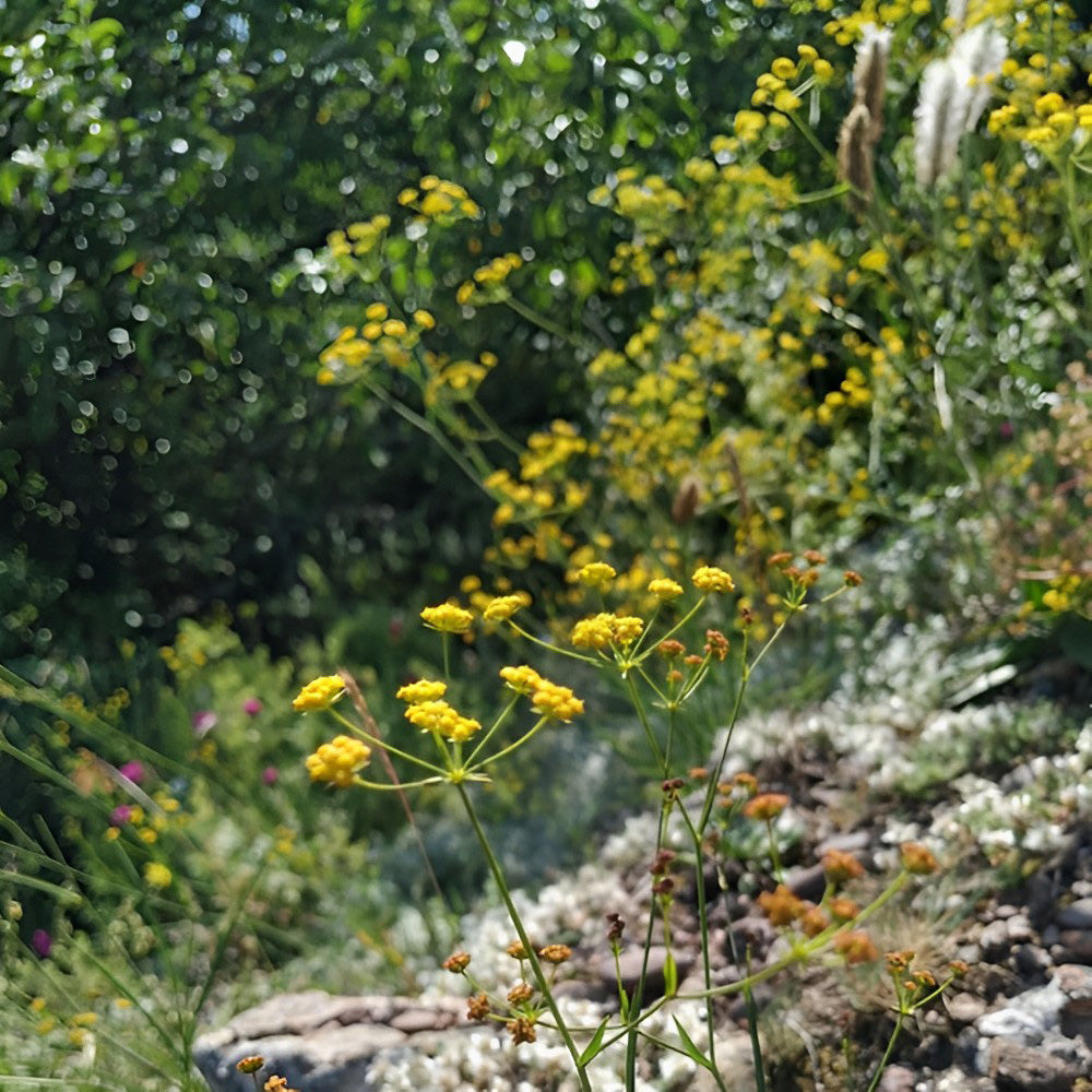Bellfarm® Bupleurum chinense Seeds
