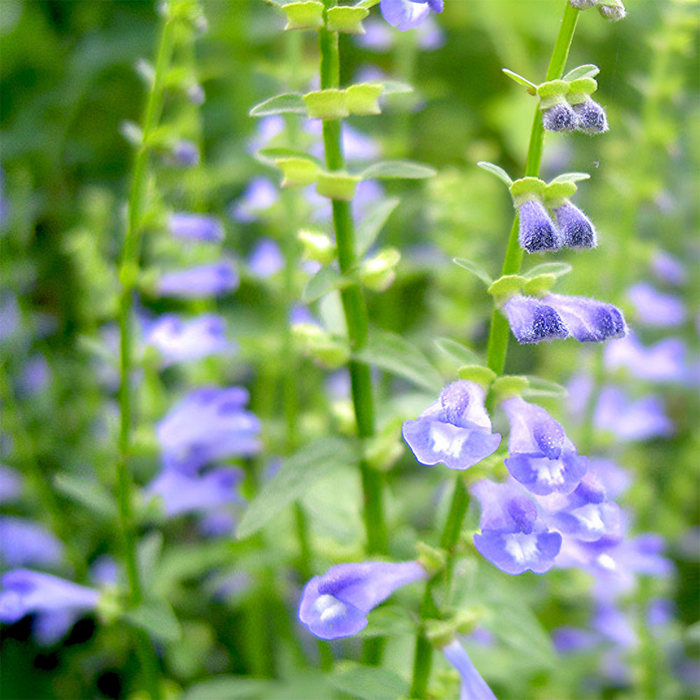 Bellfarm® Barbed Skullcap Seeds