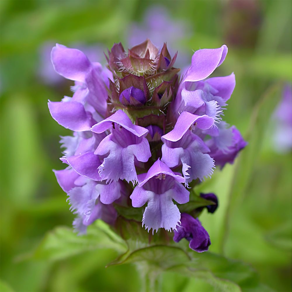 Bellfarm® Self Heal Seeds