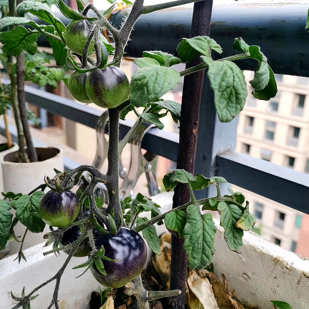 Unique Black Gem: 5 Bags (100 Seeds / Bag) of Dwarf Bonsai Black Pearl Tomatoes