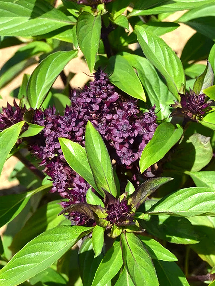Clove Basil