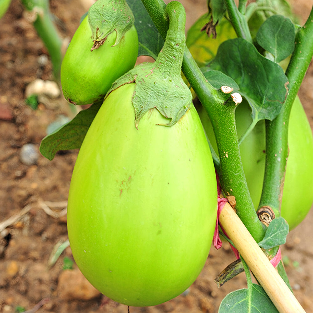 5 Bags (300 Seeds/Bag) of 'Xi'an Green Can' Eggplant Seeds