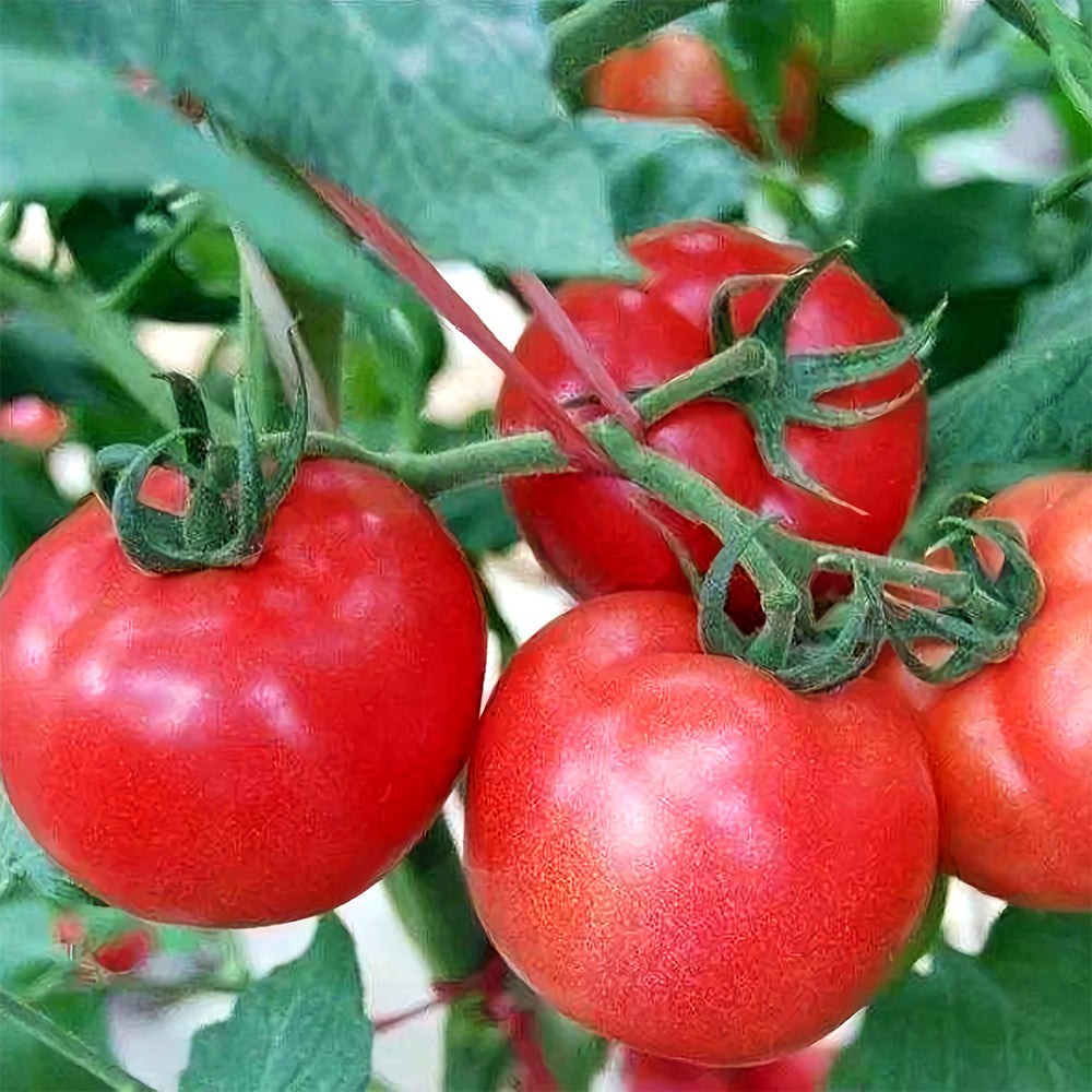 Rediscover Tradition: 5 Bags (200 Seeds / Bag) of 'Vintage Elegance' Red-Pink Tomatoes