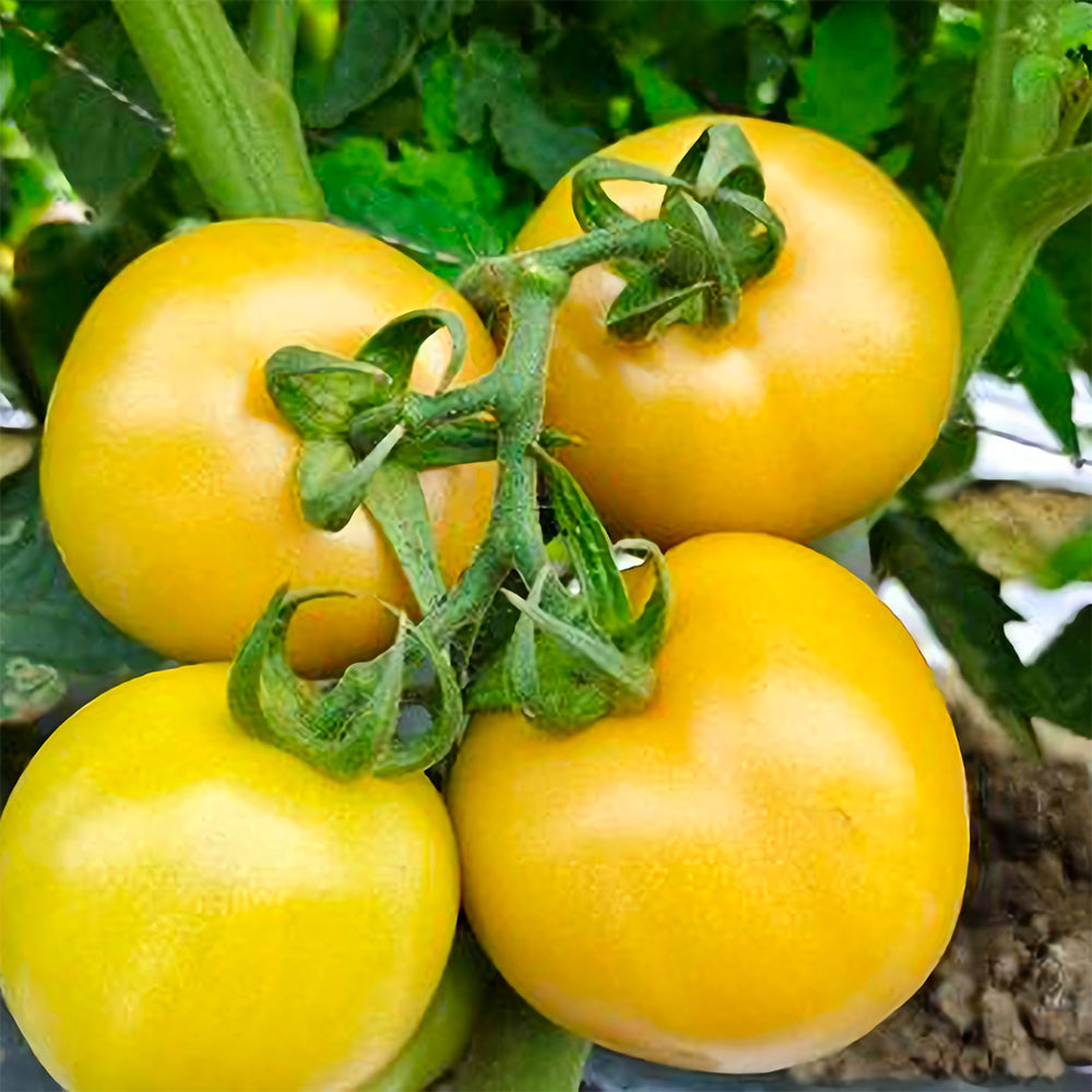 Harvest Gold: 5 Bags (200 Seeds / Bag) of 'Imperial Concubine' Yellow Tomatoes
