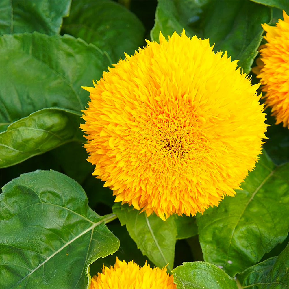 'Teddy Bear' Dwarf Sunflower Seeds (30cm)