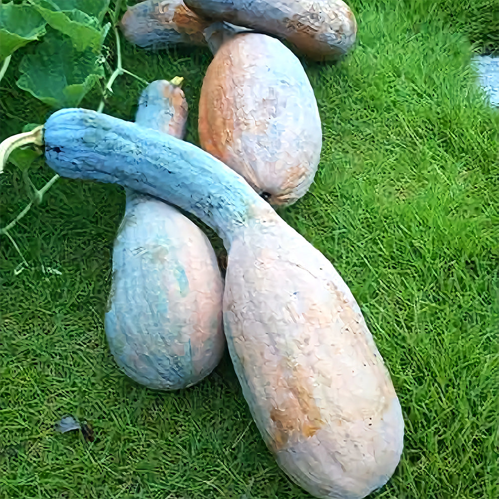 5 Bags (20 Seeds/Bag) of Golden Hook Pumpkin Seeds