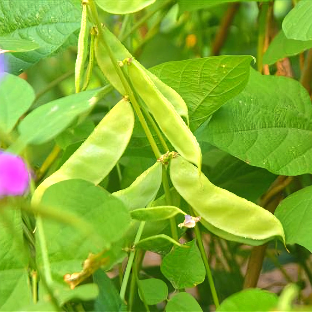 Refreshing Green Hues: 5 Bags (10 Seeds / Bag) of Hyacinth Bean