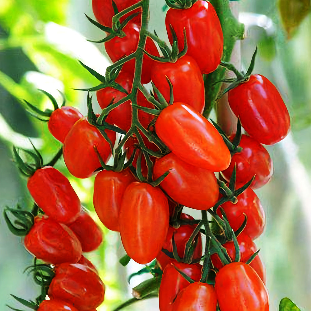 Easy-to-Grow Elegance: 5 Bags (200 Seeds / Bag) of 'Red Saint' Cherry Tomatoes