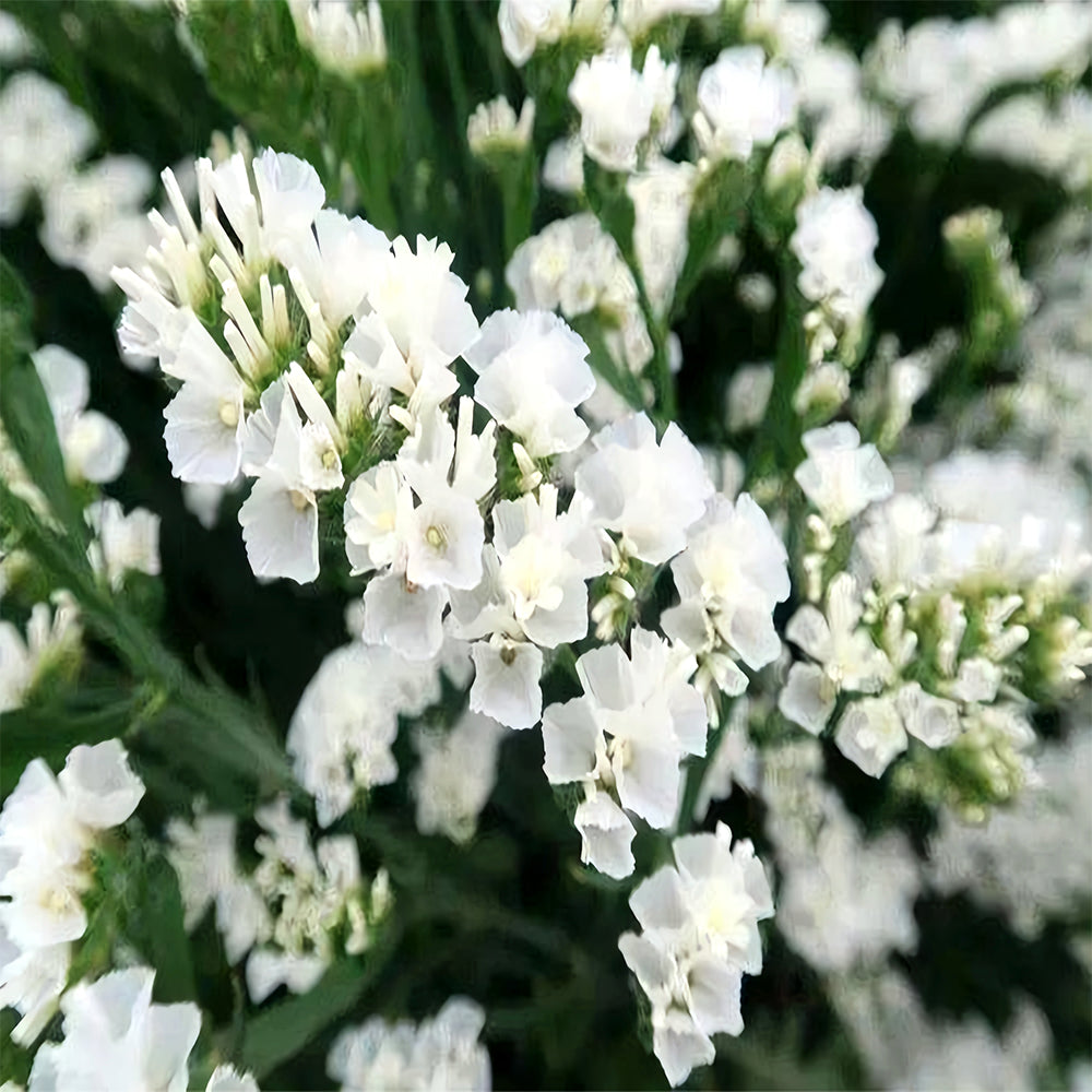 Your Garden's Crown: Wavyleaf Sea Lavender Seeds