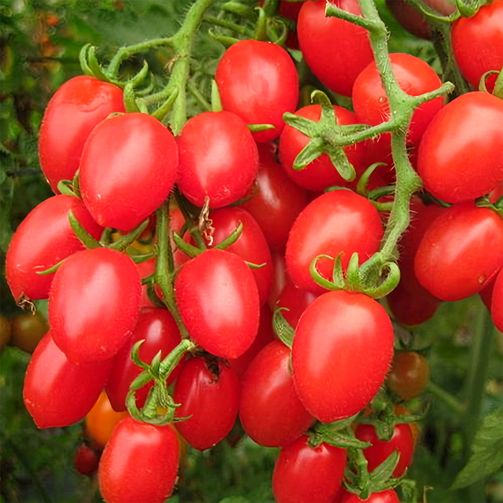 Jam Selection: 5 Bags (200 Seeds / Bag) of Top-Performing Salad Tomatoes