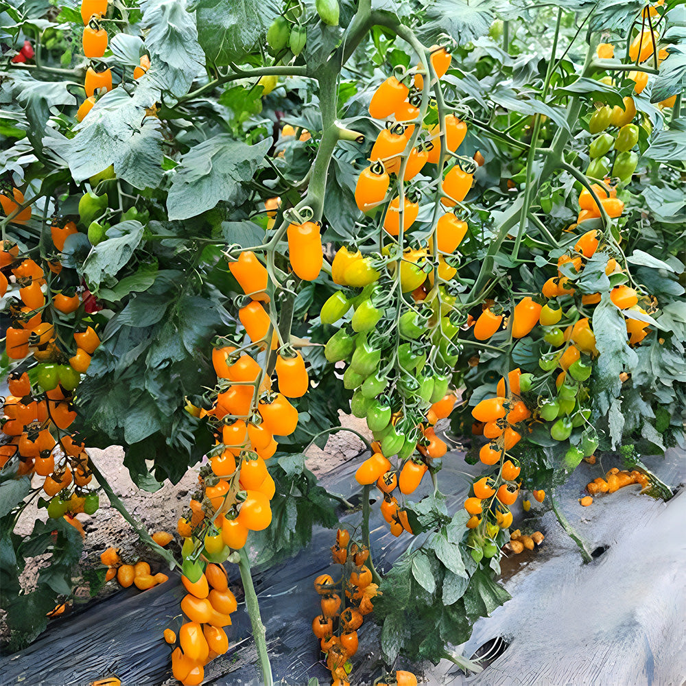 Glowing Gold: 5 Bags (200 Seeds / Bag) of 'Yellow Saint' Cherry Tomatoes