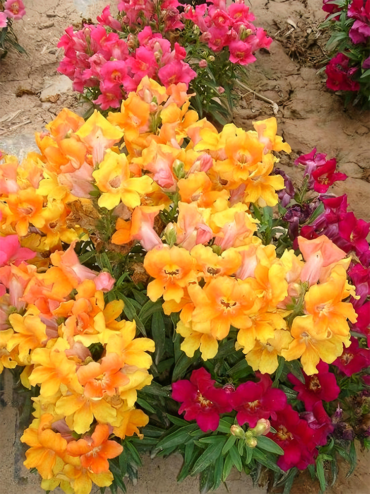 Dwarf Snapdragon, Mixed