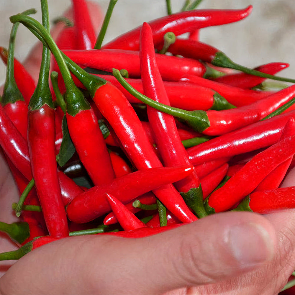 Spicy Symphony: 5 Bags (300 Seeds/Bag) of Red Cluster Peppers