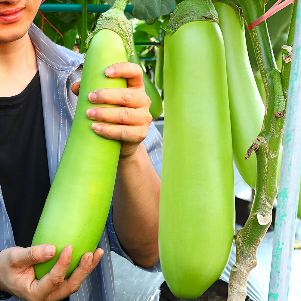 5 Bags (100 Seeds/Bag) of 'Green Dragon' Long Eggplant Seeds