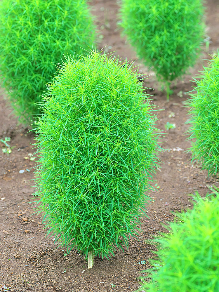 Kochia Scoparia, Green