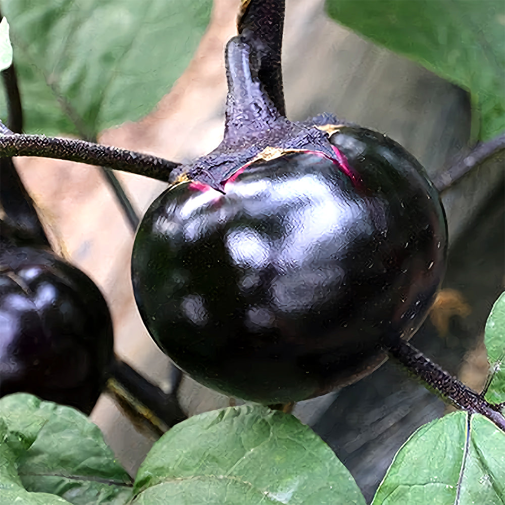 5 Bags (50 Seeds/Bag) of 'Black Boss' Round Eggplant Seeds