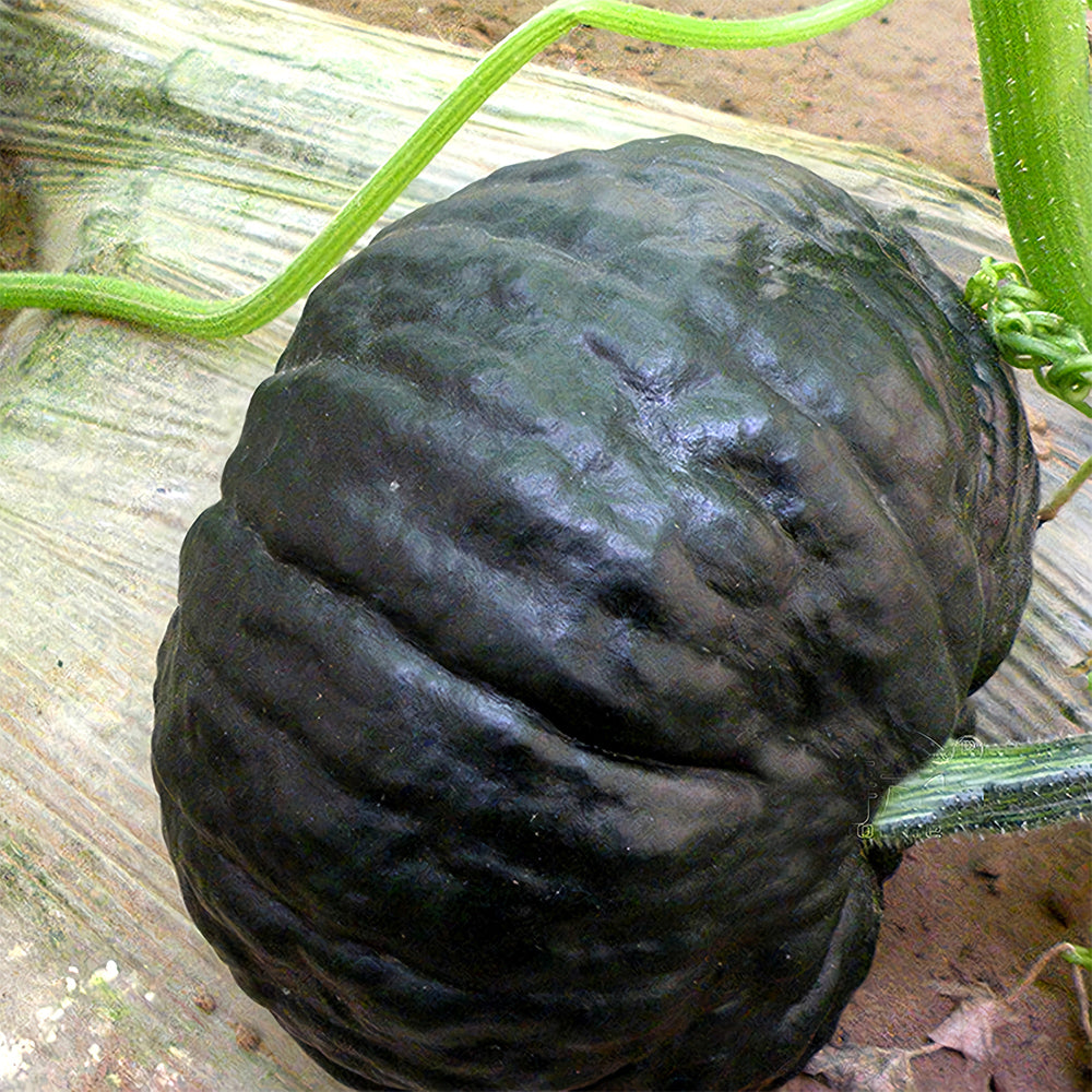 5 Bags (20 Seeds/Bag) of Japanese Black Pumpkin Seeds