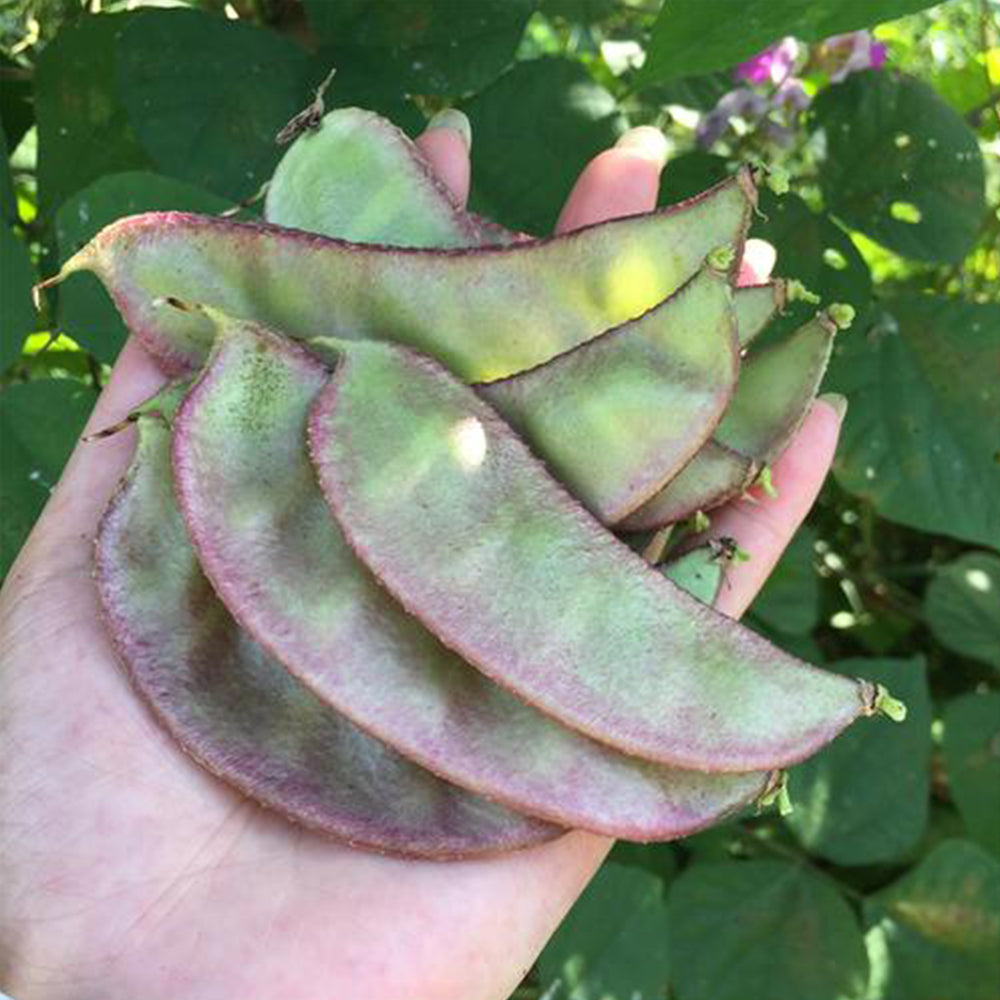 Dazzling Garden Additions: 5 Bags (10 Seeds / Bag) of Purple-Green Hyacinth Bean