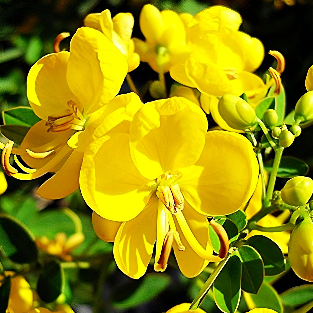 Bellfarm® Semen cassiae Seeds