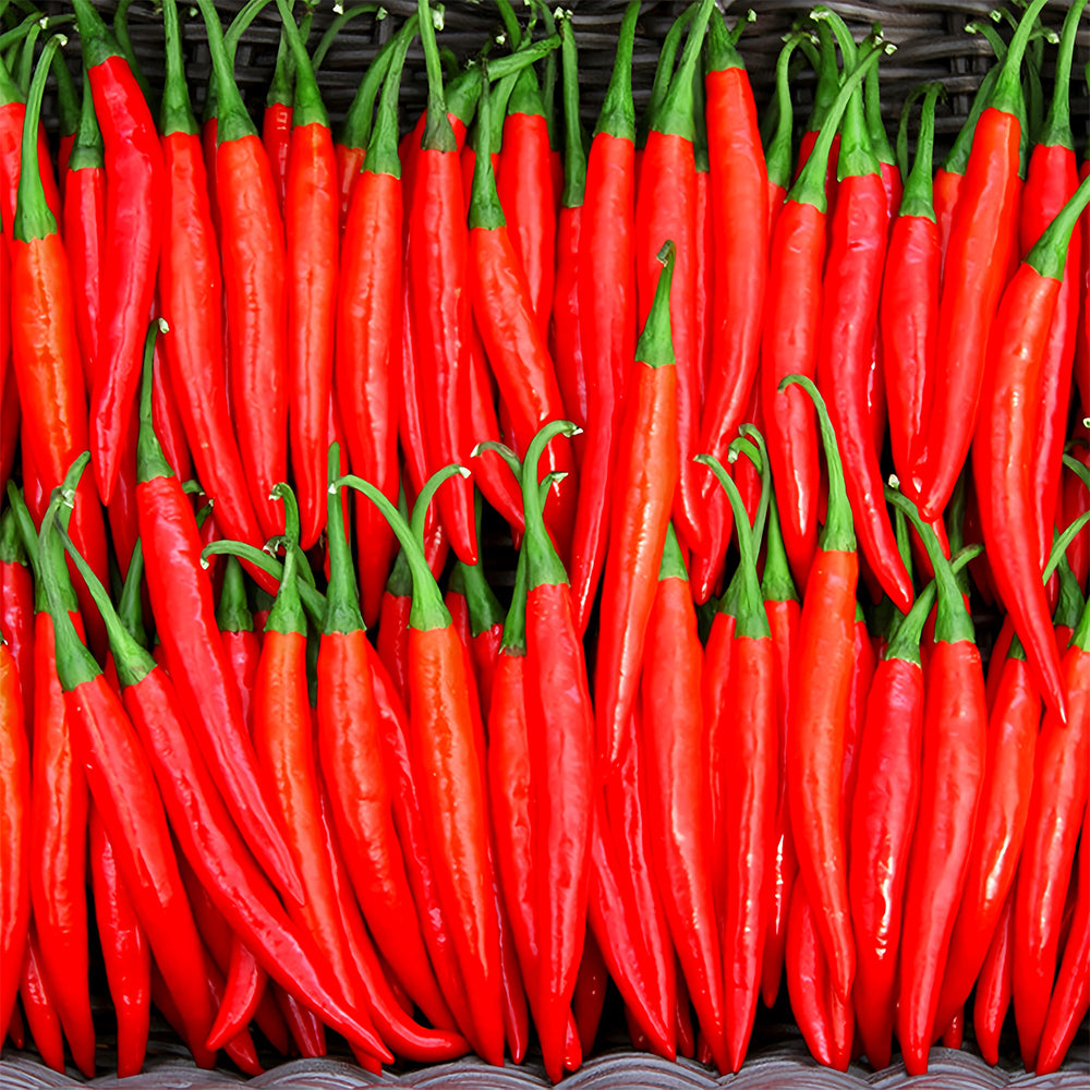 Flame-kissed Delight: 5 Bags (200 Seeds/Bag) of Red Hot Chili Pepper Seeds