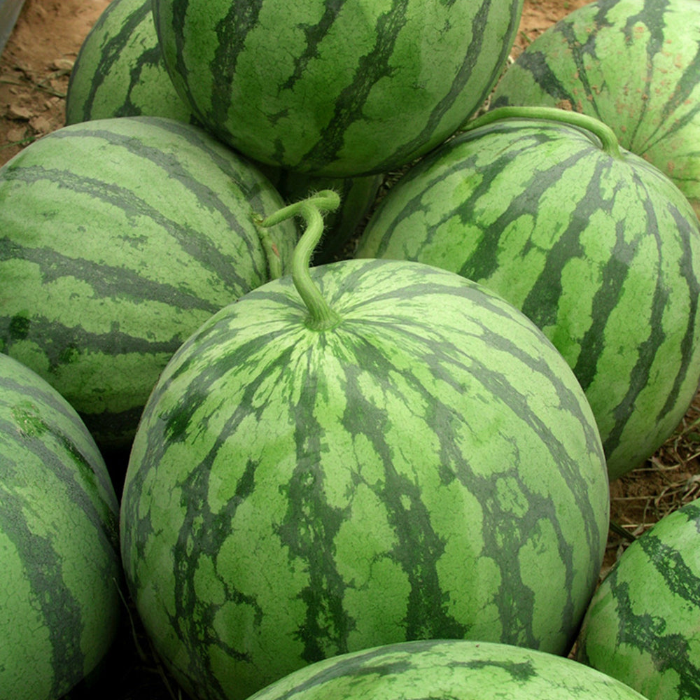 5 Bags (20 Seeds / Bag) 'Rainbow Ice Cream' Series Watermelon Seeds