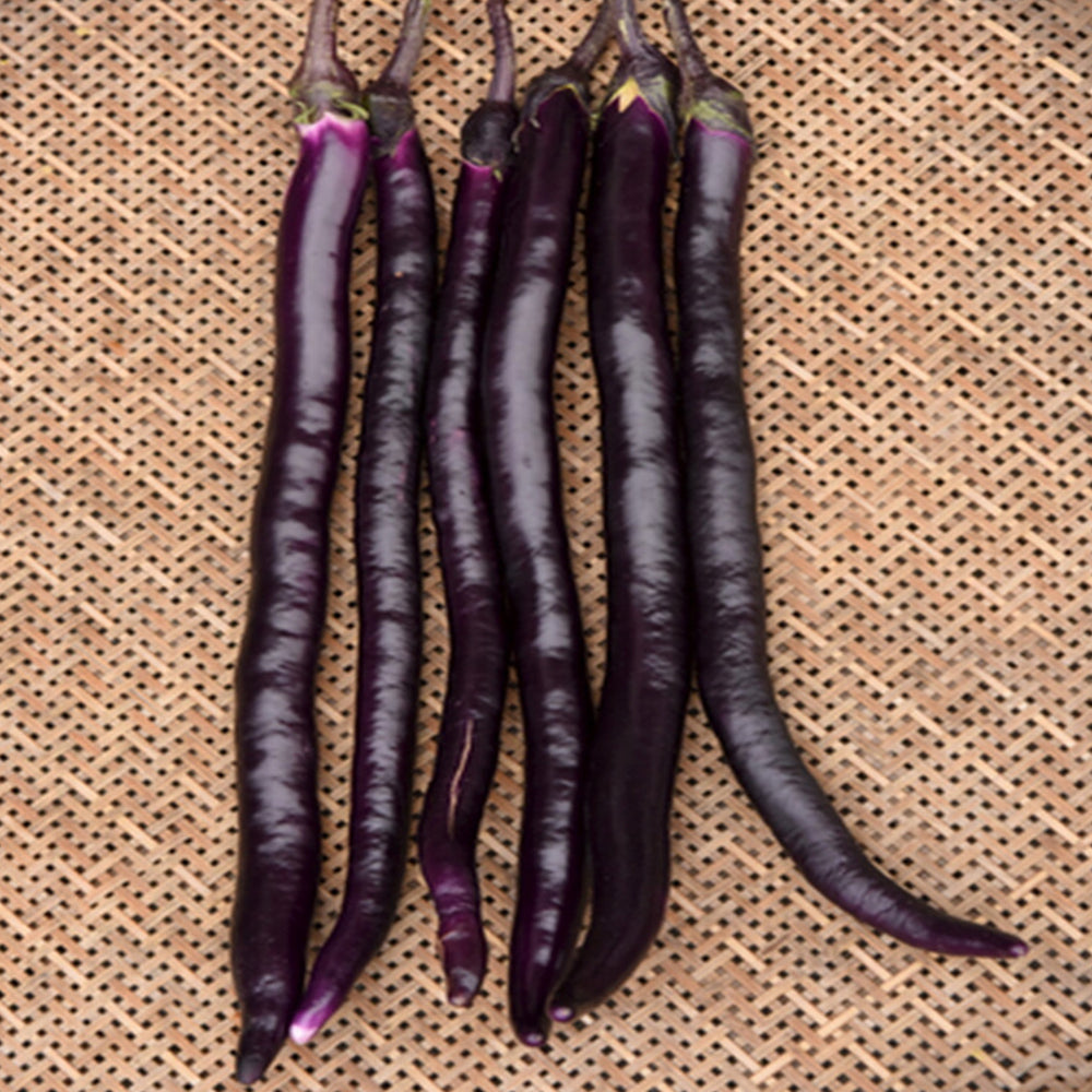 5 Bags (100 Seeds / Bag) of 'Hang Zilong' Series Purple Eggplants