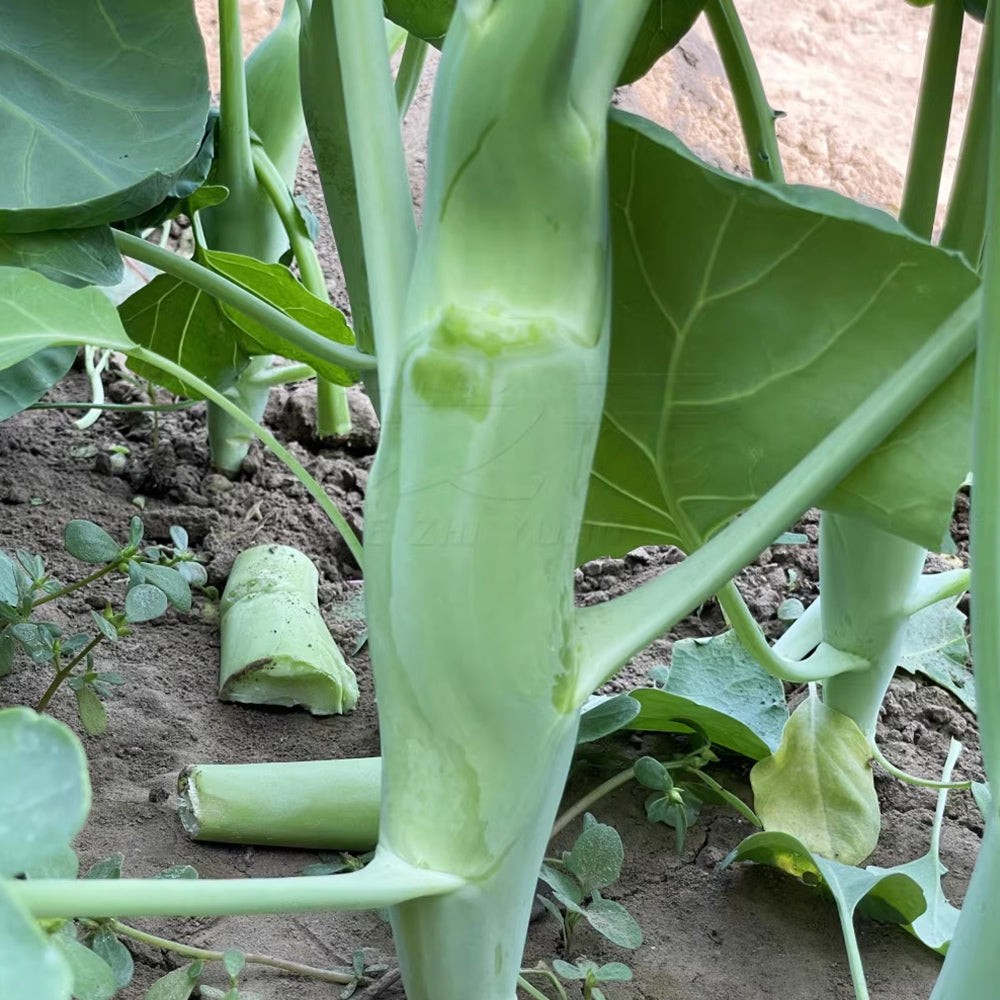 Jingyan® Huge Stem Gai Lan Seeds