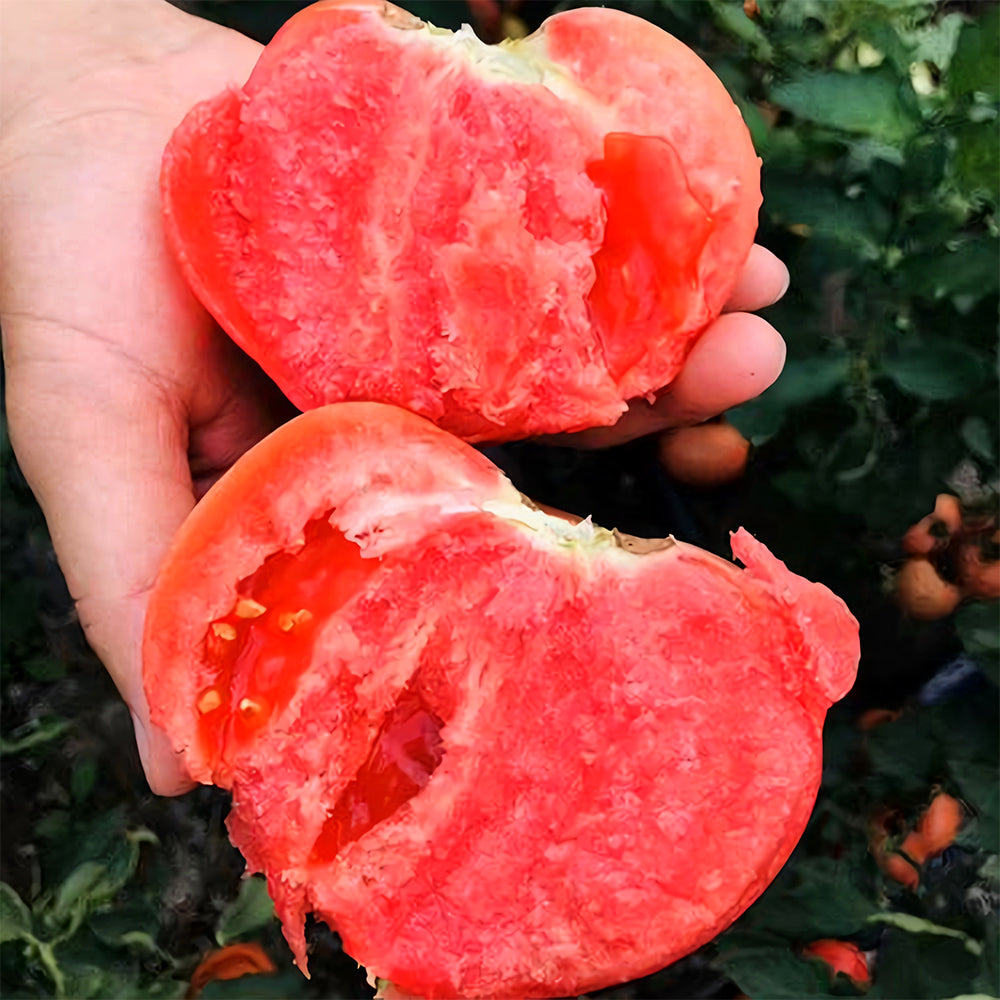 Elegance in Pink: 5 Bags (200 Seeds / Bag) of 'Fluffy Pink 802' Tomatoes