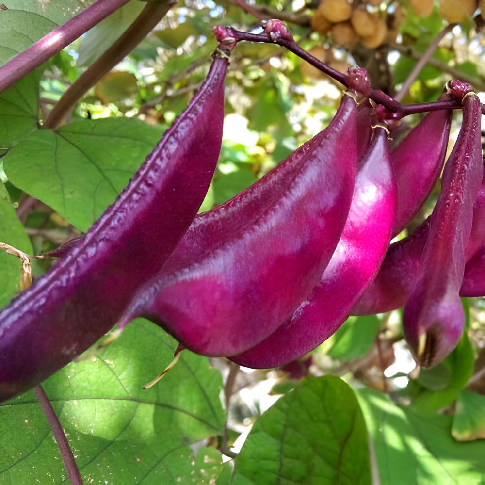 Delicious and Decorative: 5 Packs (10 Seeds / Bag) of Fresh Purple-Red Hyacinth Bean