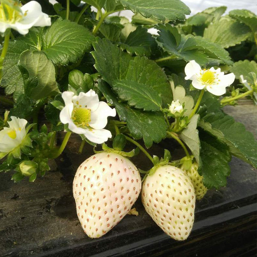 5 Bags of 'Littile White' Series Small White Strawberry