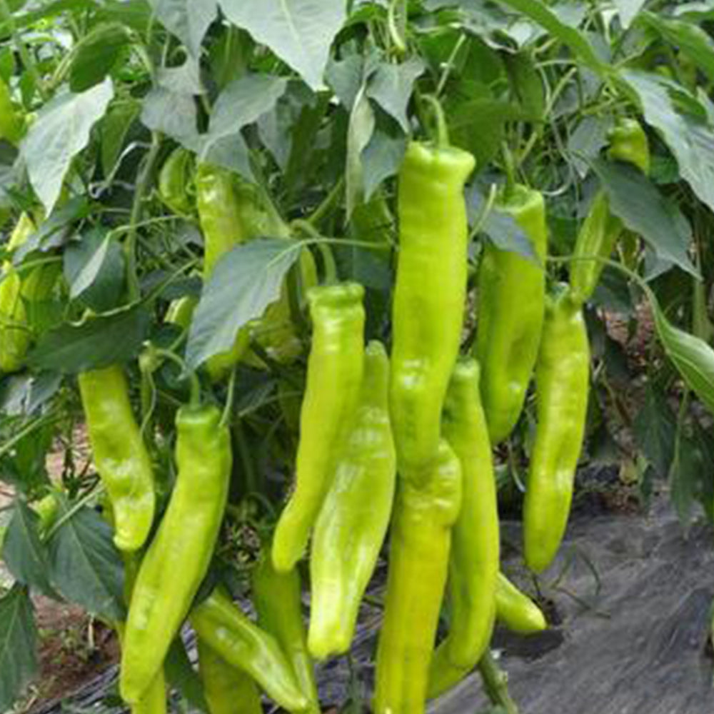 5 Bags (200 Seeds / Bag) of Crispy Spicy 'Lamb Horn' Peppers