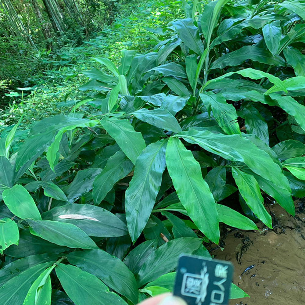 Bellfarm® Myoga Ginger Seeds