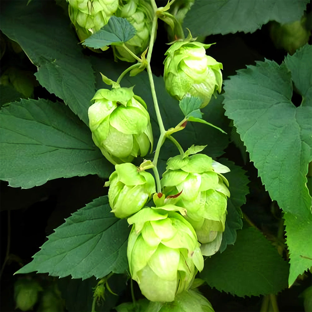 Grow Your Own Hops: 10 Seeds of the Humulus lupulus Vine Plant